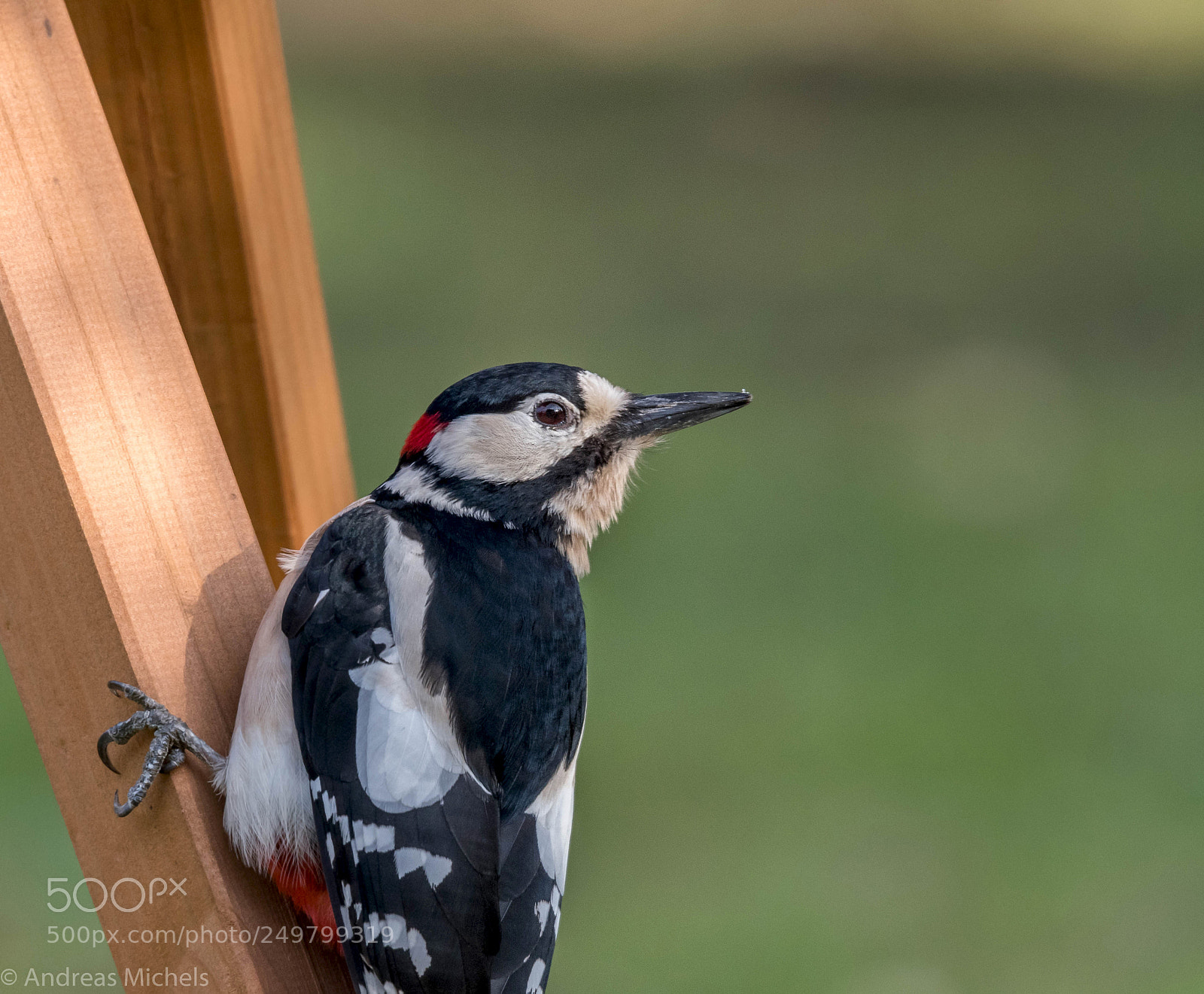 Nikon D500 sample photo. Woodpecker. buntspecht. male photography