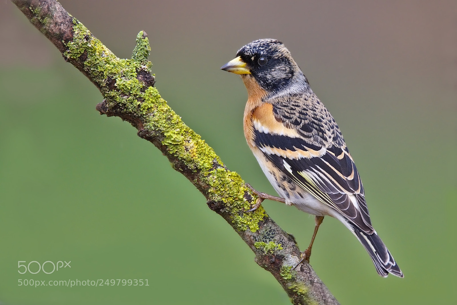 Nikon D7200 sample photo. Brambling photography