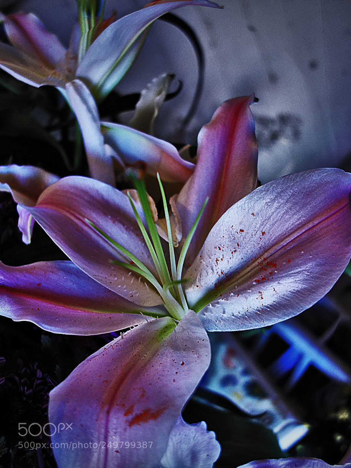 Sony Cyber-shot DSC-RX100 sample photo. Fiore photography
