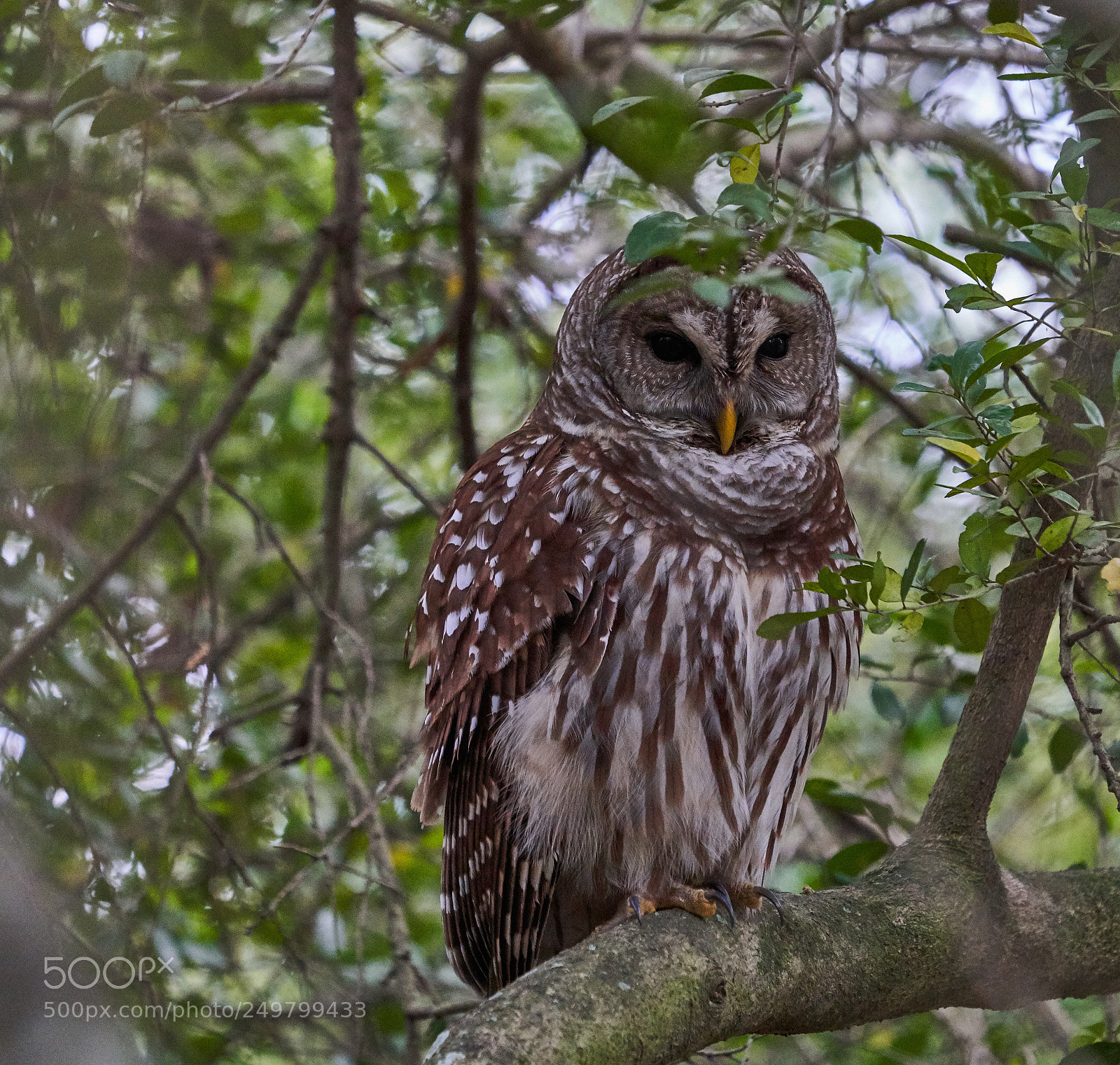 Sony a7R III sample photo. _dsc0381  1.jpg photography