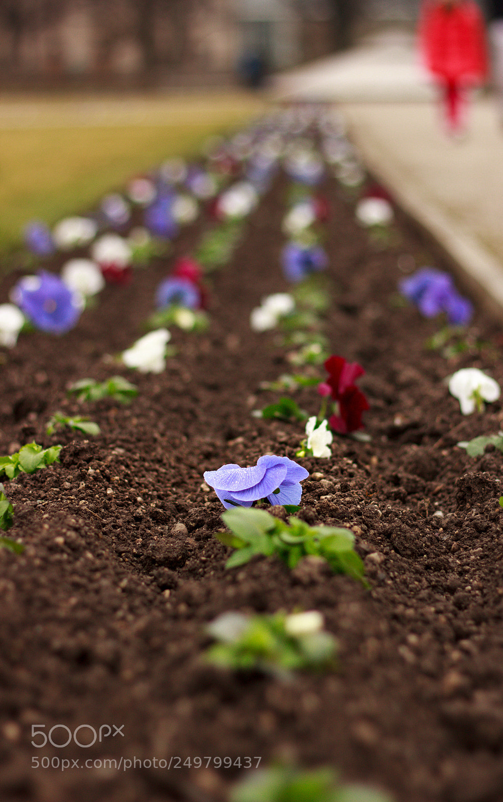 Canon EOS 550D (EOS Rebel T2i / EOS Kiss X4) sample photo. Preparation of spring photography