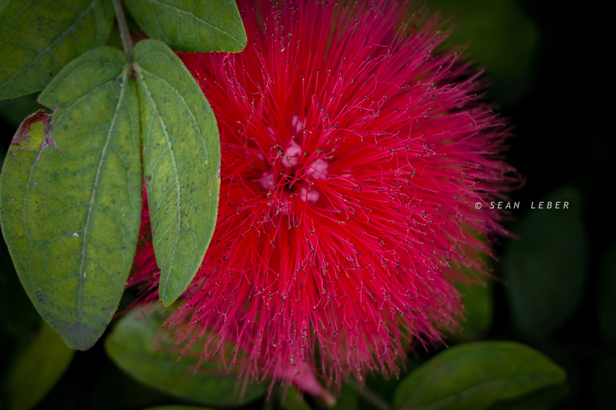 Panasonic Lumix DMC-FZ2500 (Lumix DMC-FZ2000) sample photo. Furry flower photography