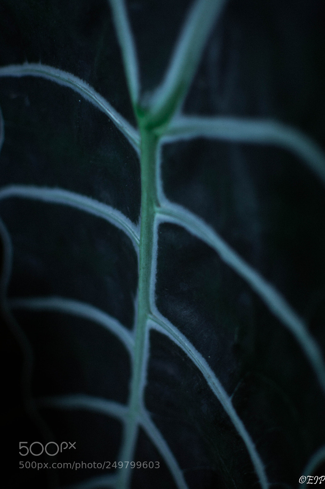 Nikon D3200 sample photo. Botanical garden iii photography