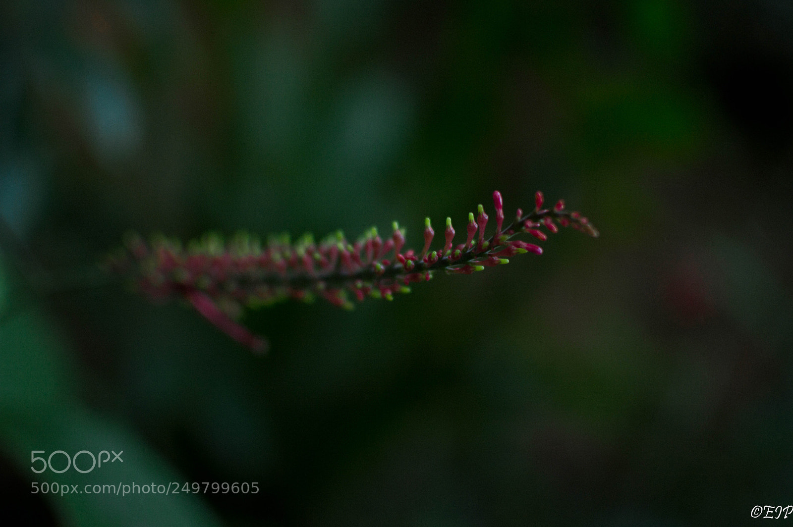 Nikon D3200 sample photo. Botanical garden ii photography