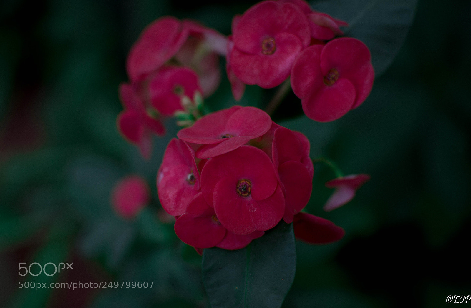 Nikon D3200 sample photo. Botanical garden iv photography