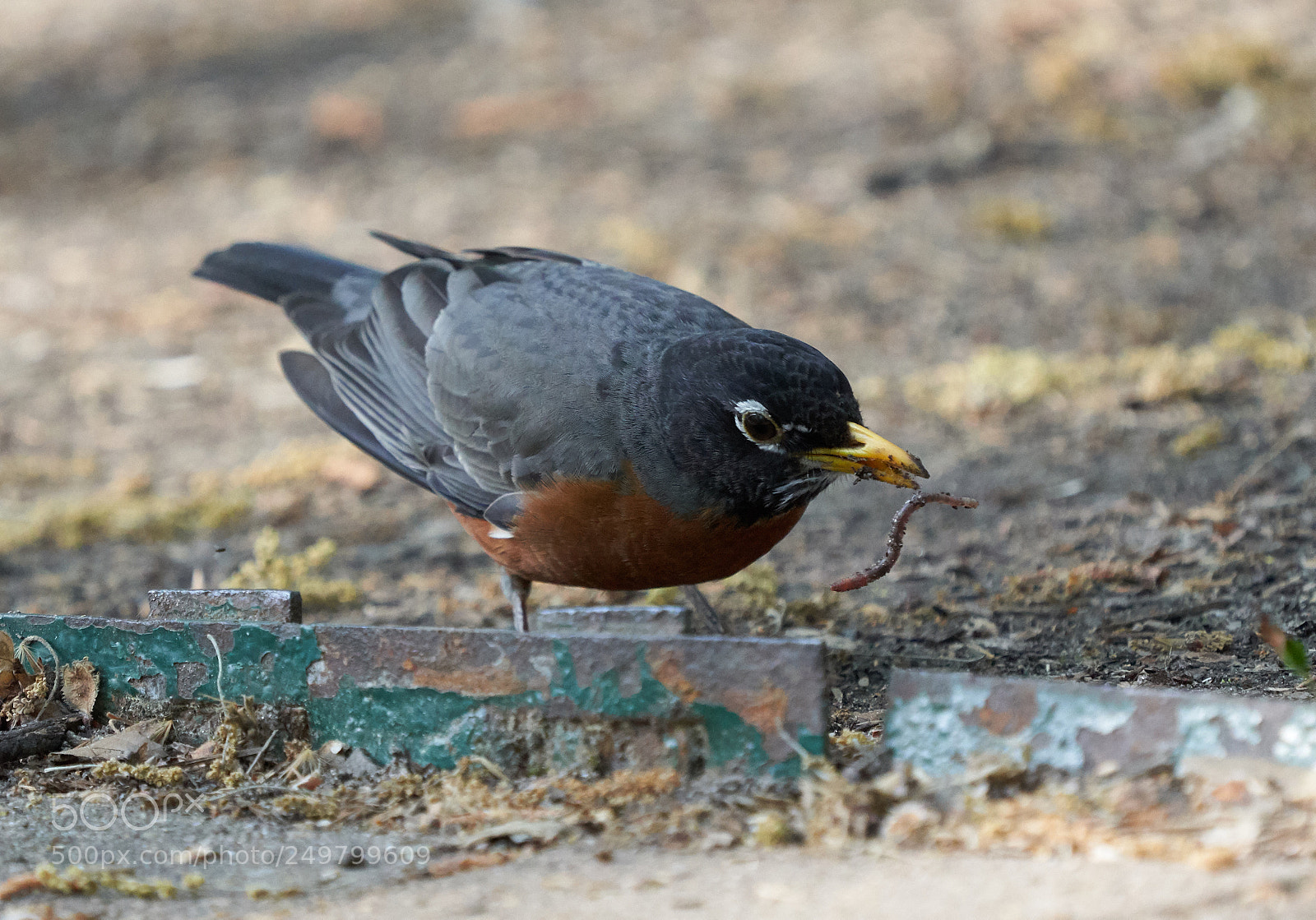 Sony a7R III sample photo. _dsc0542  1.jpg photography