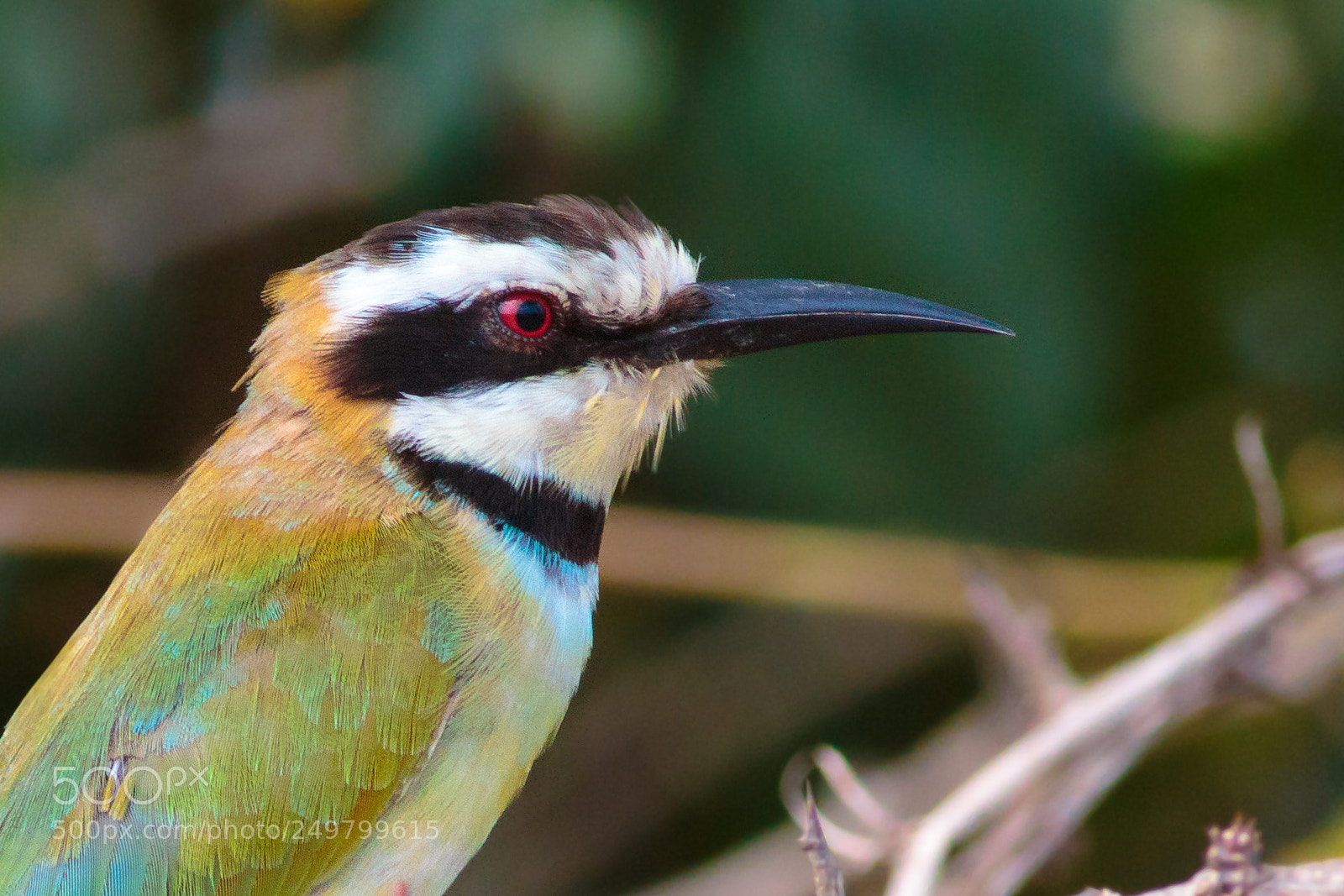 Canon EOS 70D sample photo. White-throated bee-eater photography