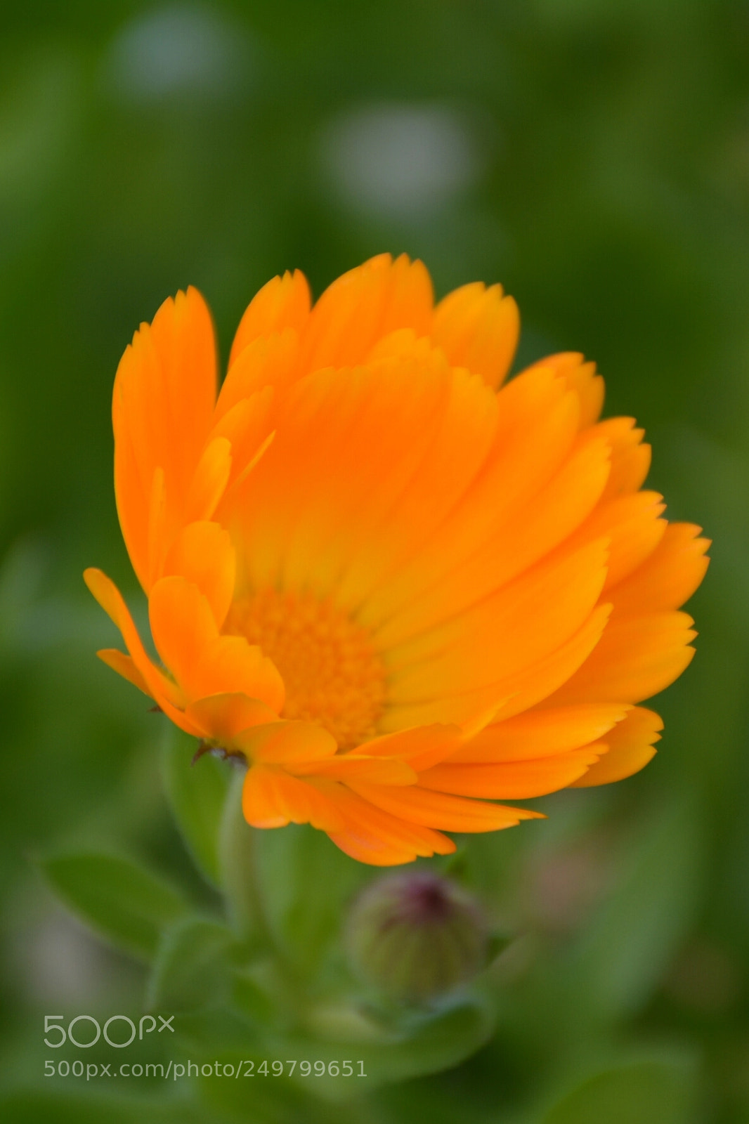 Nikon D5200 sample photo. Orange flower photography