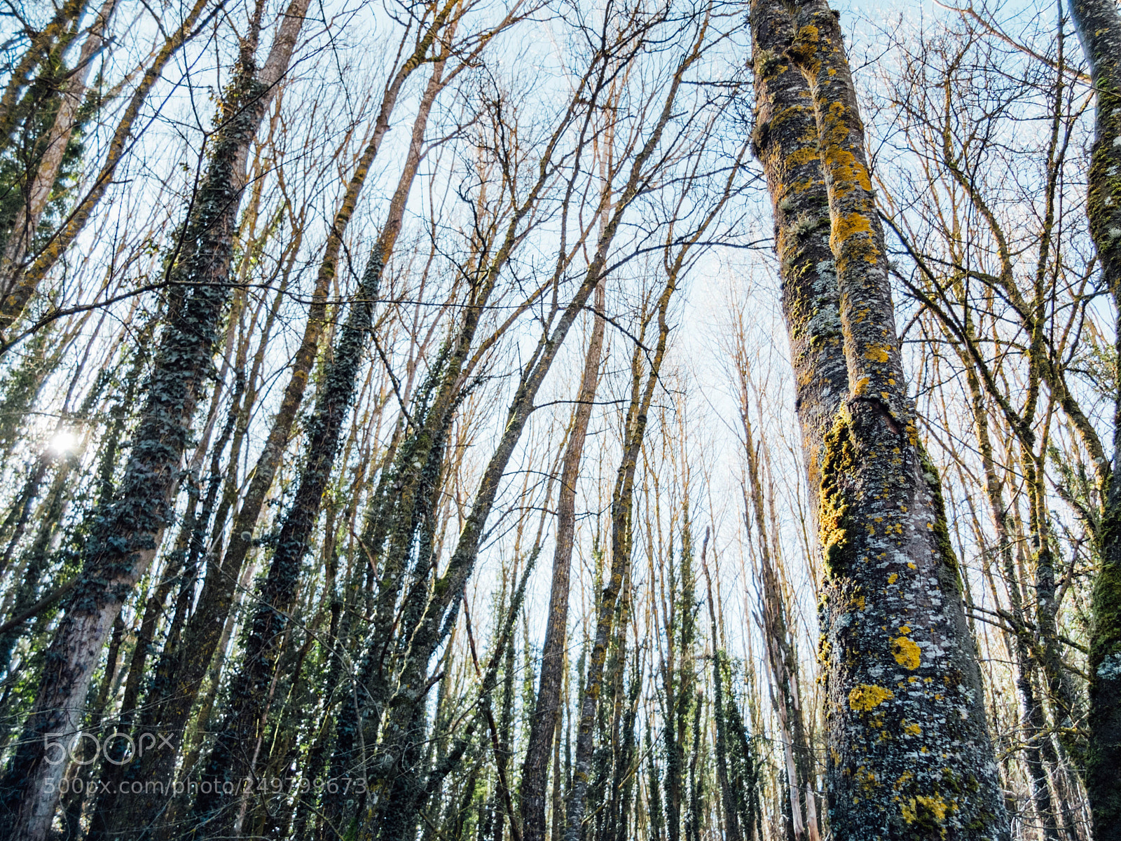 Fujifilm X10 sample photo. Forest photography