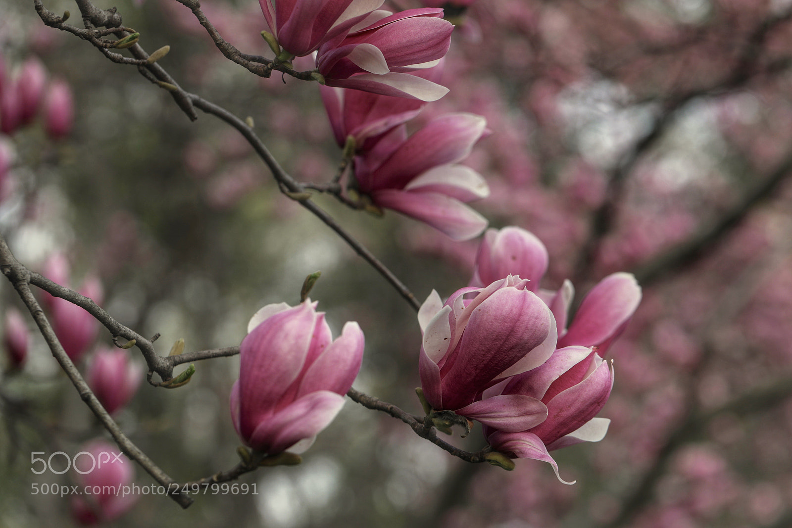 Canon EOS 5D Mark IV sample photo. 玉兰花 photography