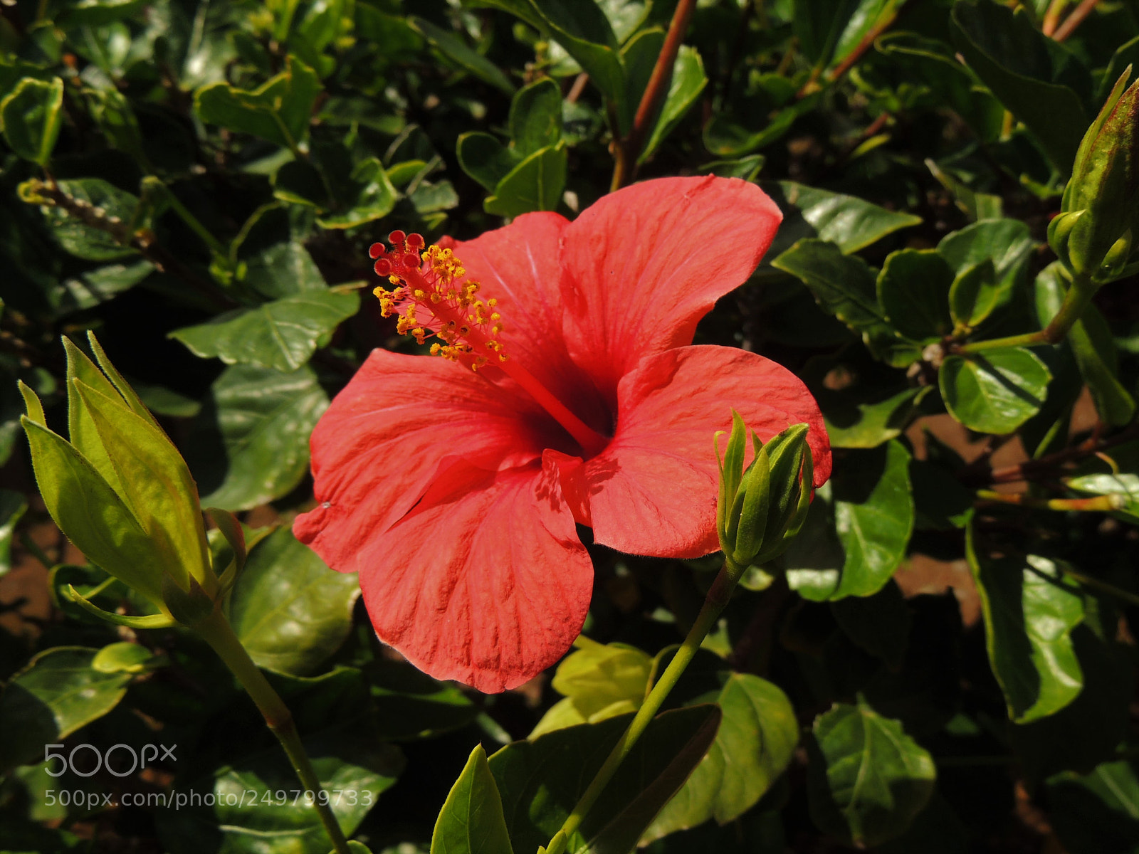 Nikon Coolpix P510 sample photo. Flower in the green photography