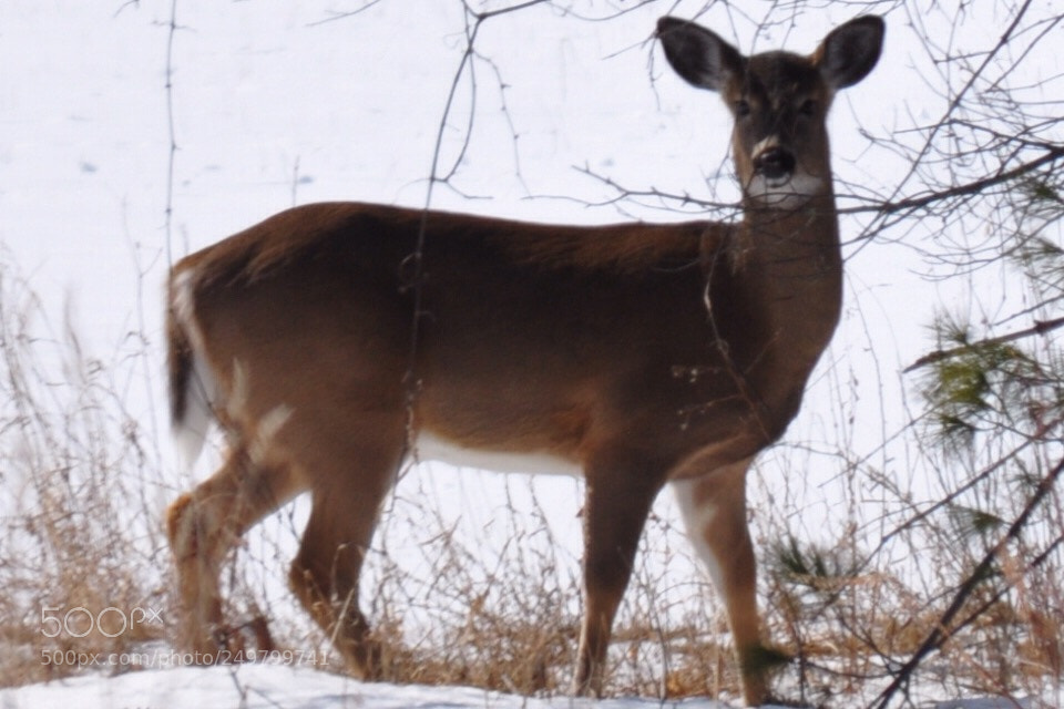 Nikon D5000 sample photo. Sunday sighting photography