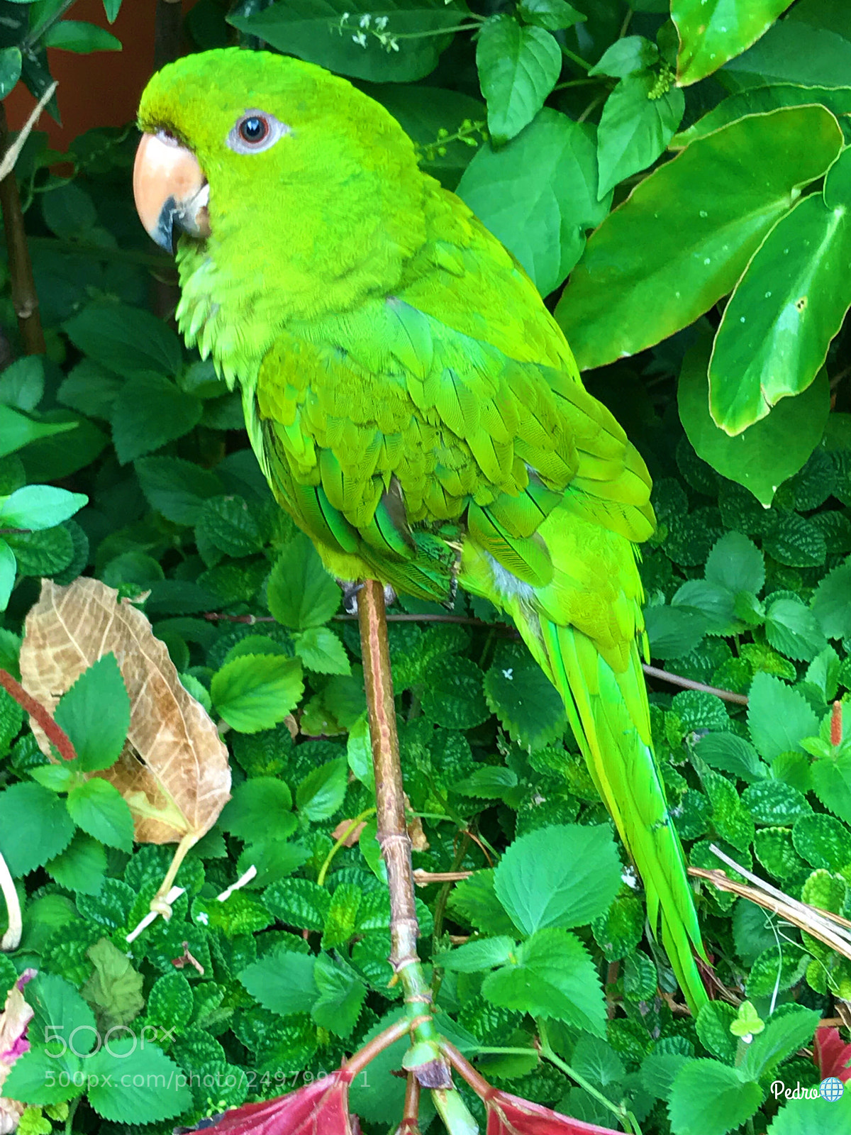 Apple iPhone 7 Plus sample photo. Parrot in the garden photography