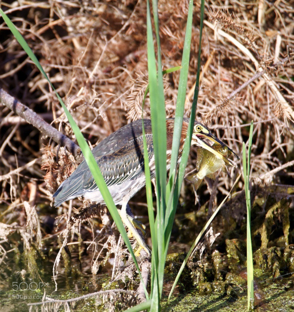 Nikon D800 sample photo. Heron photography