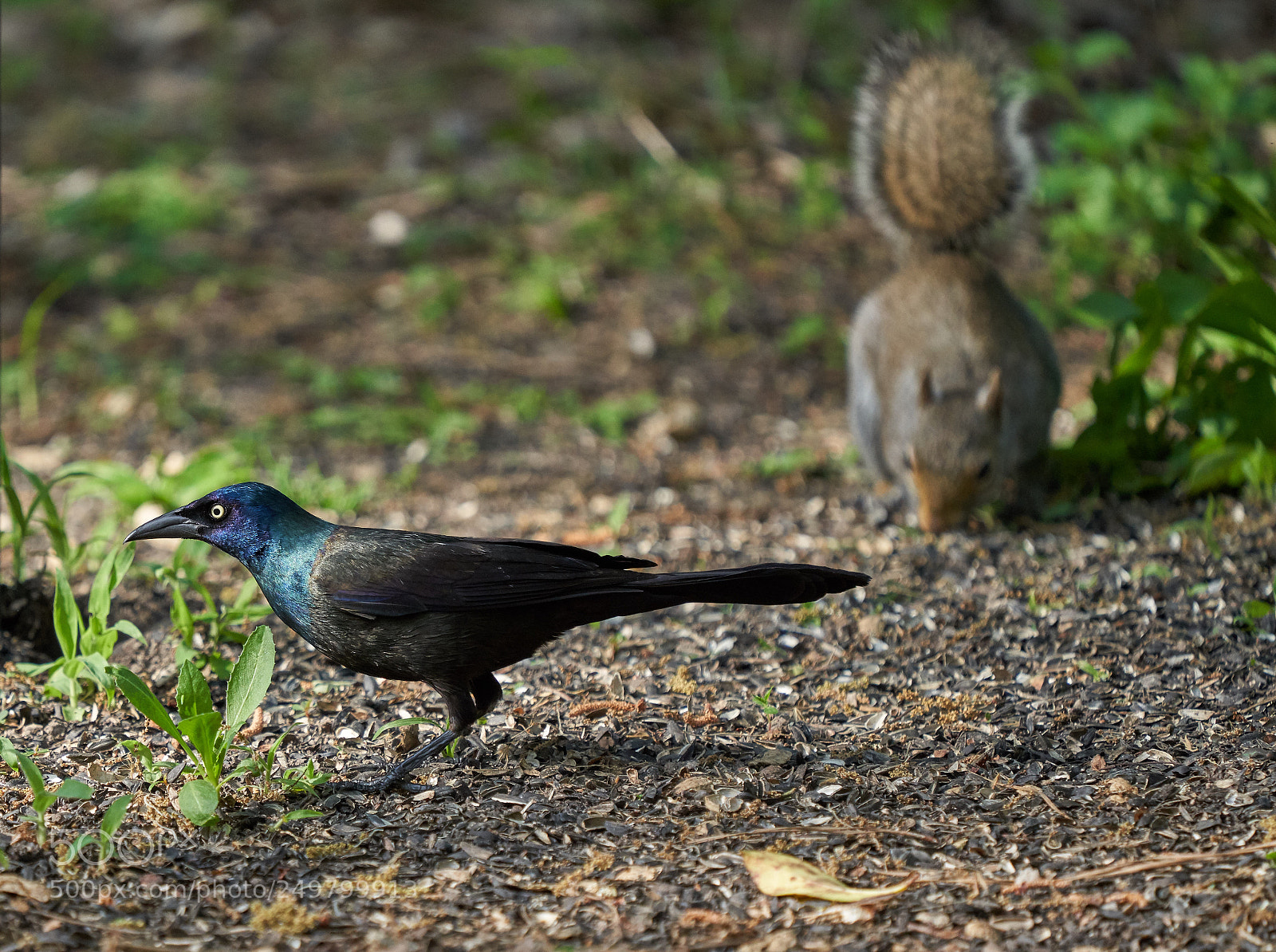 Sony a7R III sample photo. _dsc0572  1.jpg photography