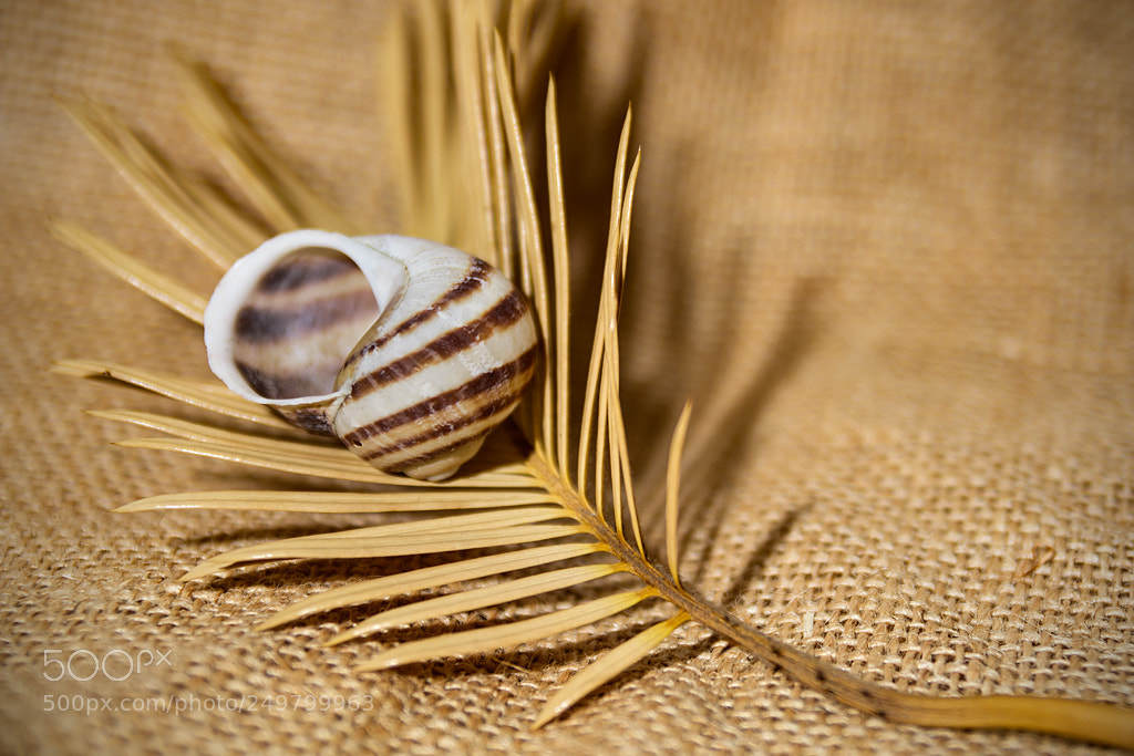 Nikon D7100 sample photo. Still life photography