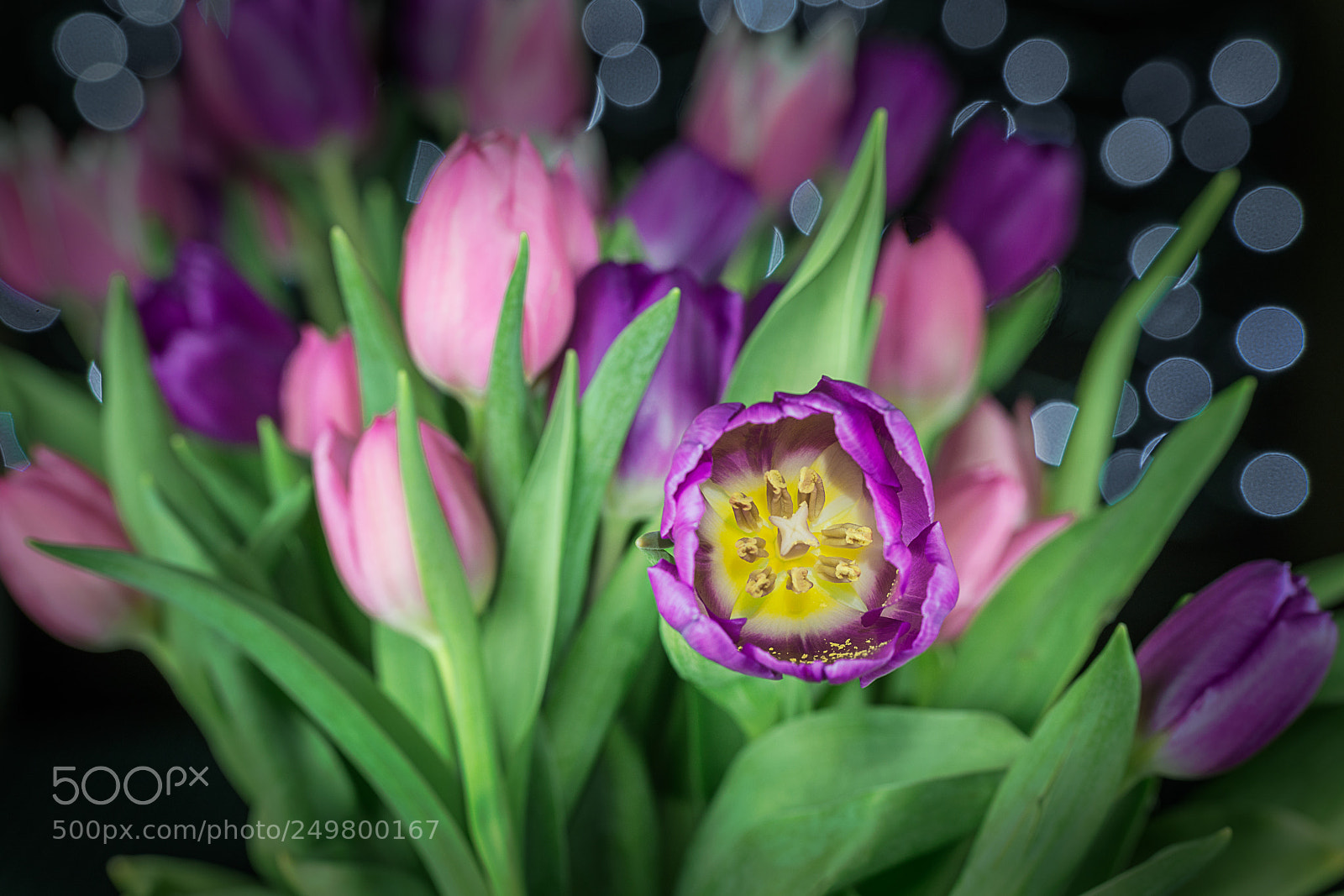 Nikon D800E sample photo. Purple and pink tulips photography