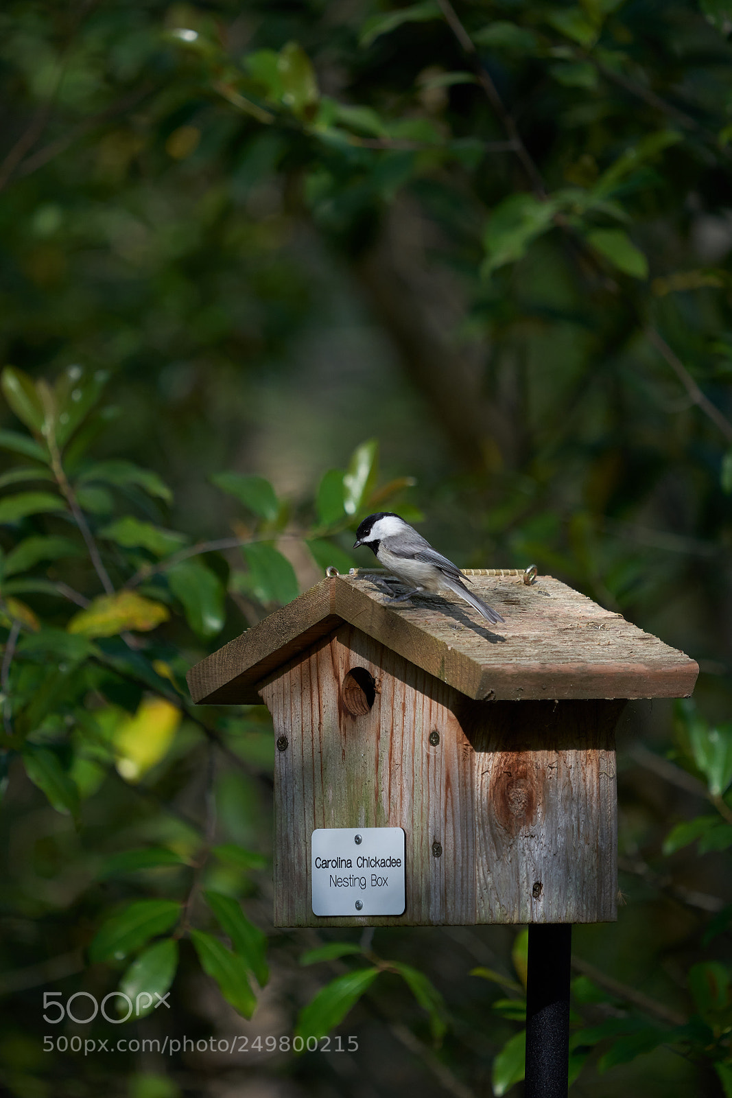 Sony a7R III sample photo. _dsc0646 .jpg photography