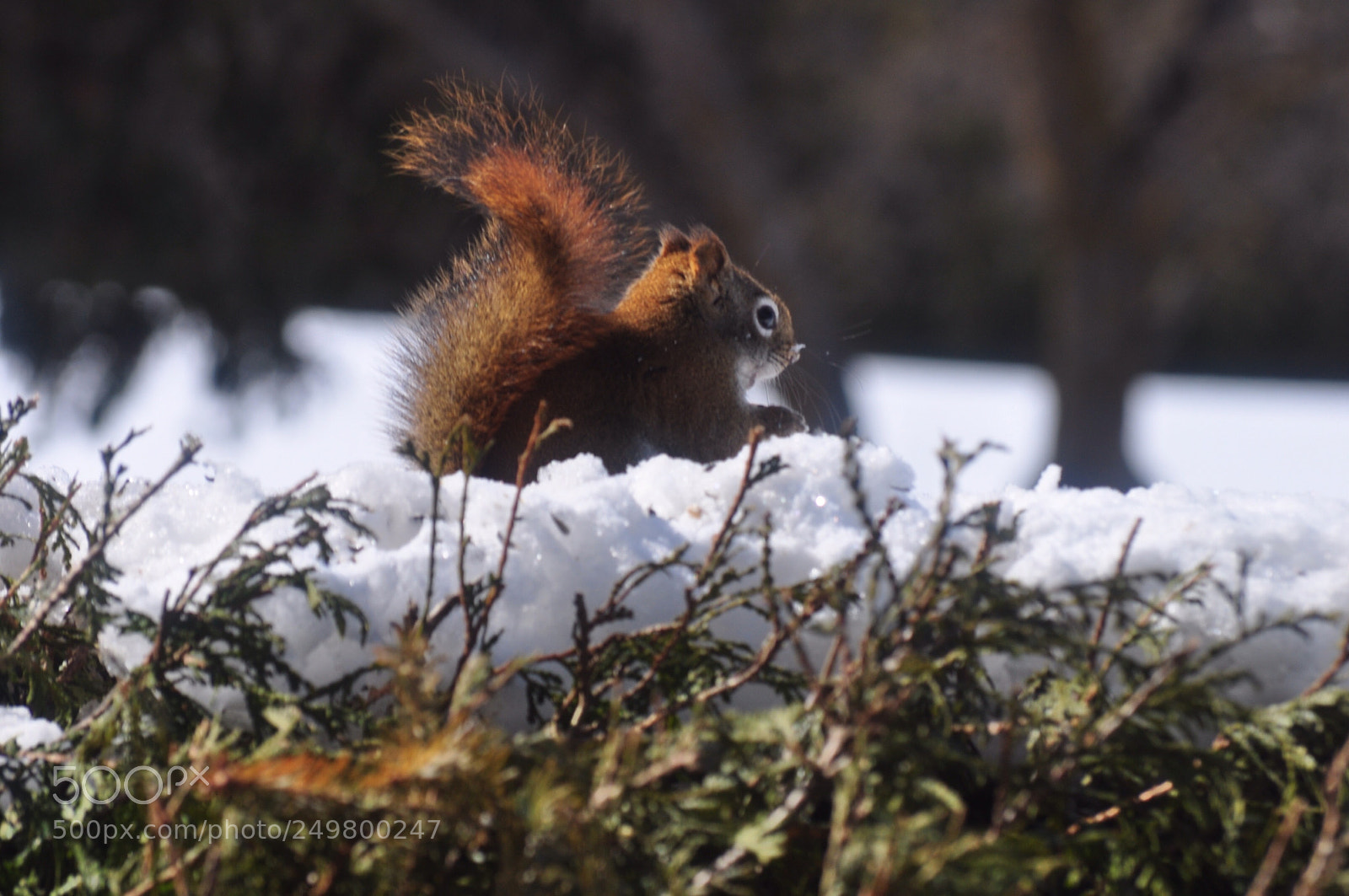 Nikon D5000 sample photo. Squirrel sunday photography