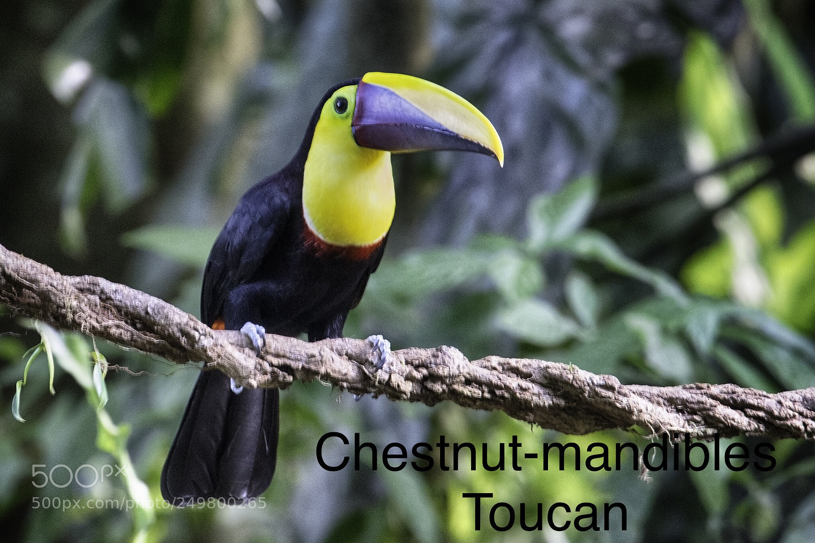 Nikon D500 sample photo. Chestnut-mandibled toucan photography