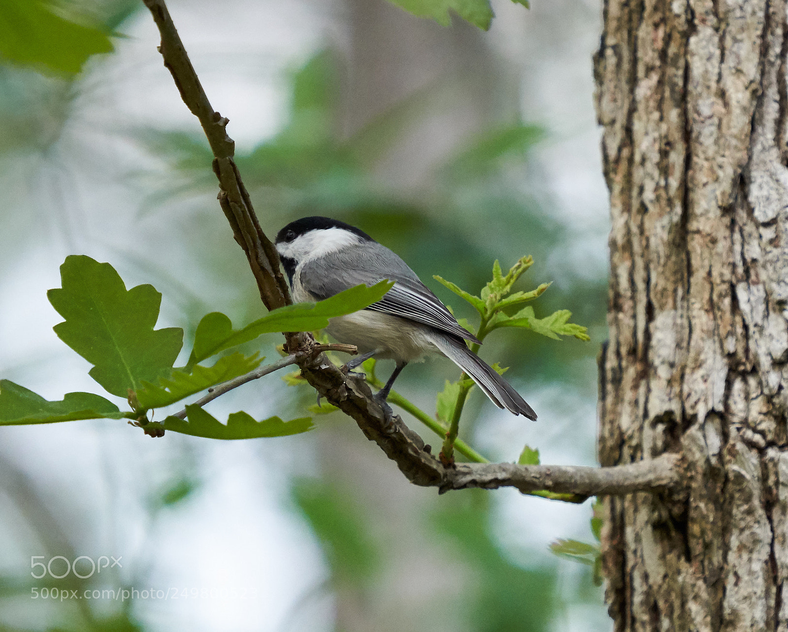 Sony a7R III sample photo. _dsc0673 .jpg photography