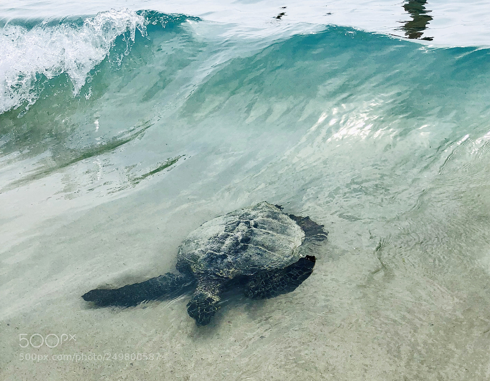 Apple iPhone X sample photo. Turtle surfing the waves photography