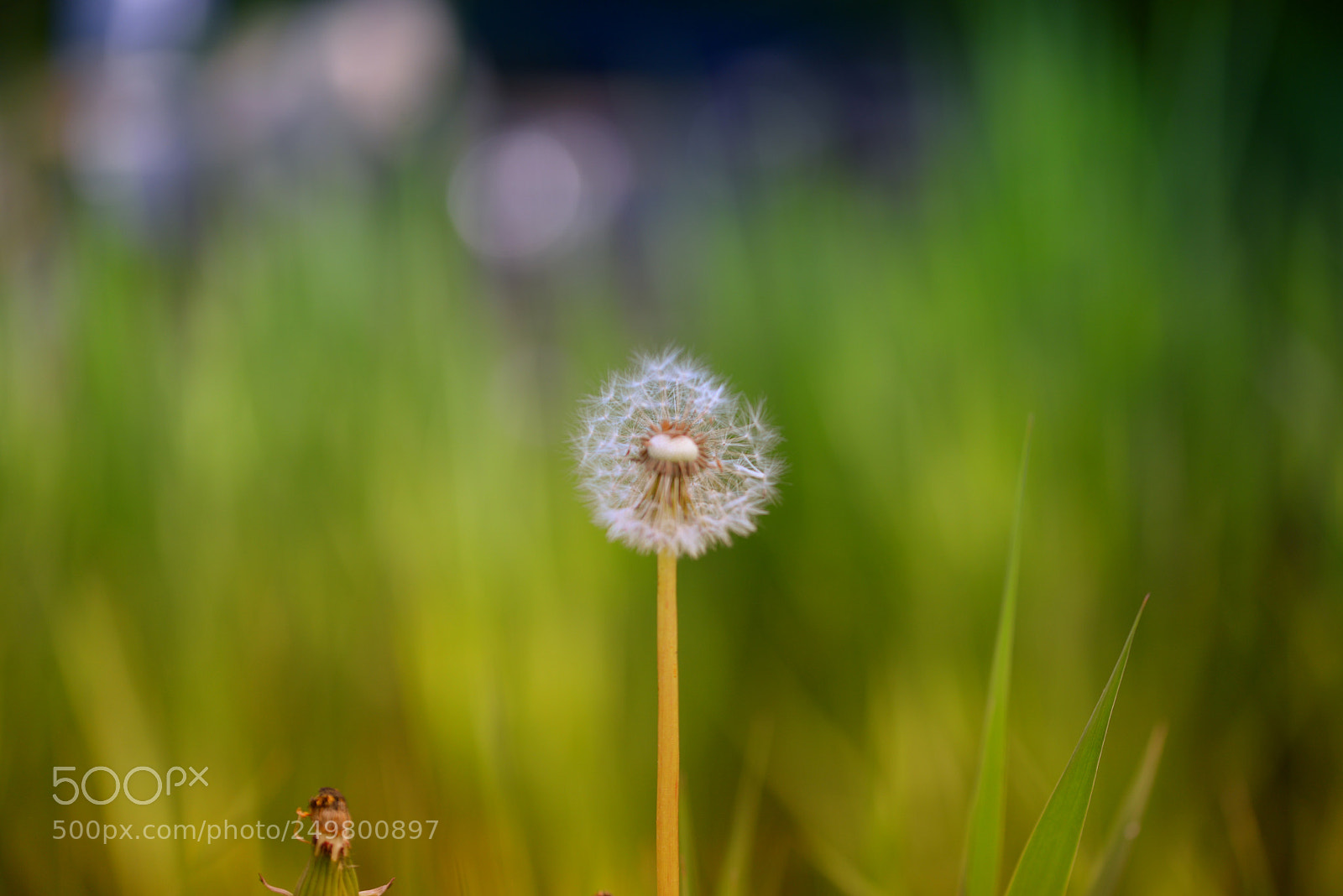 Nikon D610 sample photo. Blow ball. photography