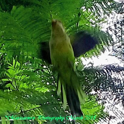 Samsung Galaxy J2 Prime sample photo. Parrot monk photography