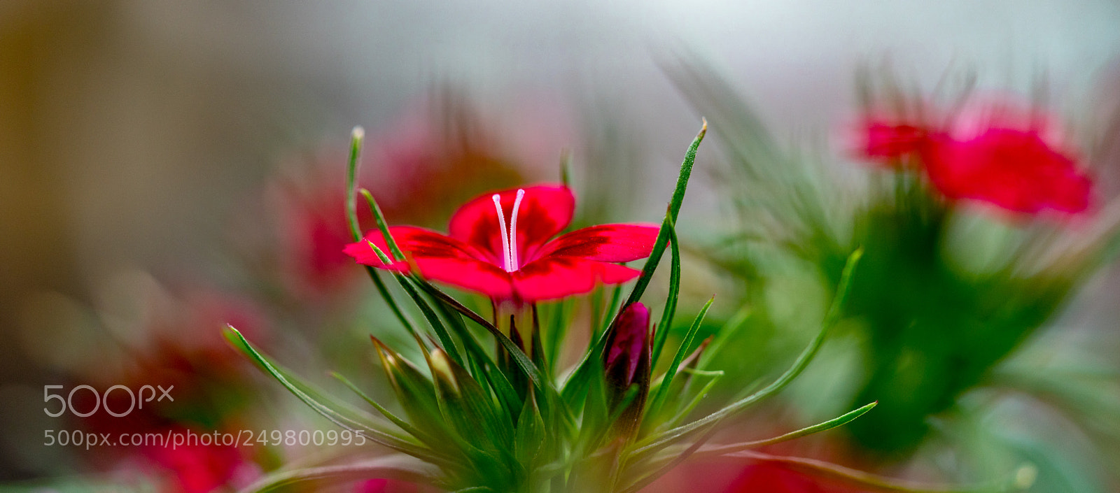 Sony a7R II sample photo. In the wild photography
