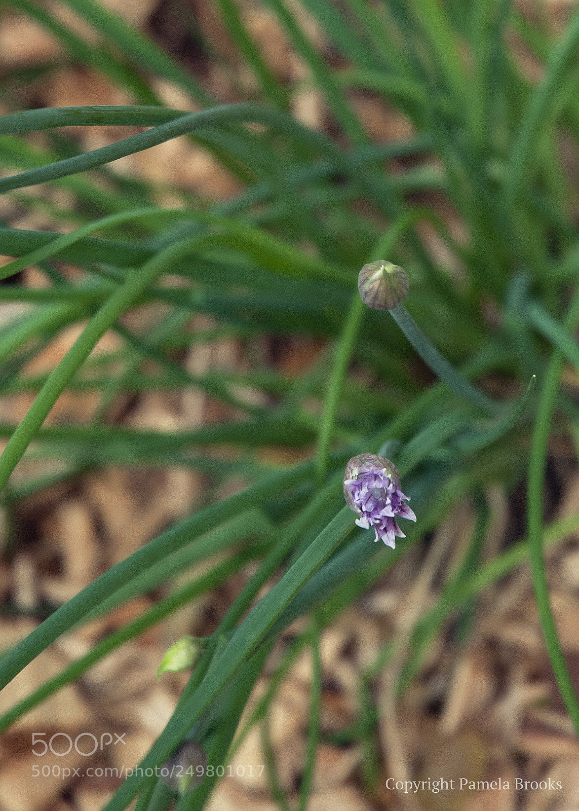Nikon D90 sample photo. Chives photography