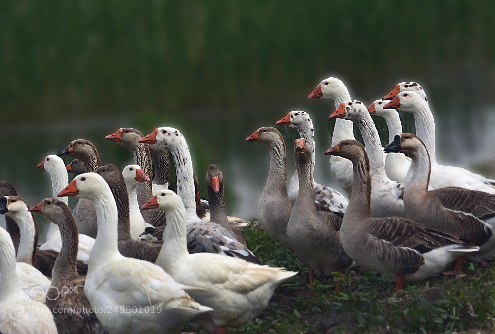 Nikon D5200 sample photo. The gooses photography