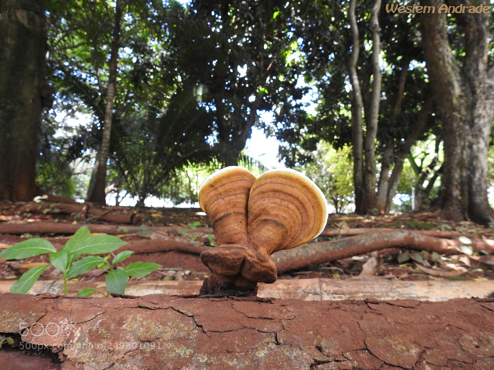 Nikon Coolpix P900 sample photo. Cogumelo photography