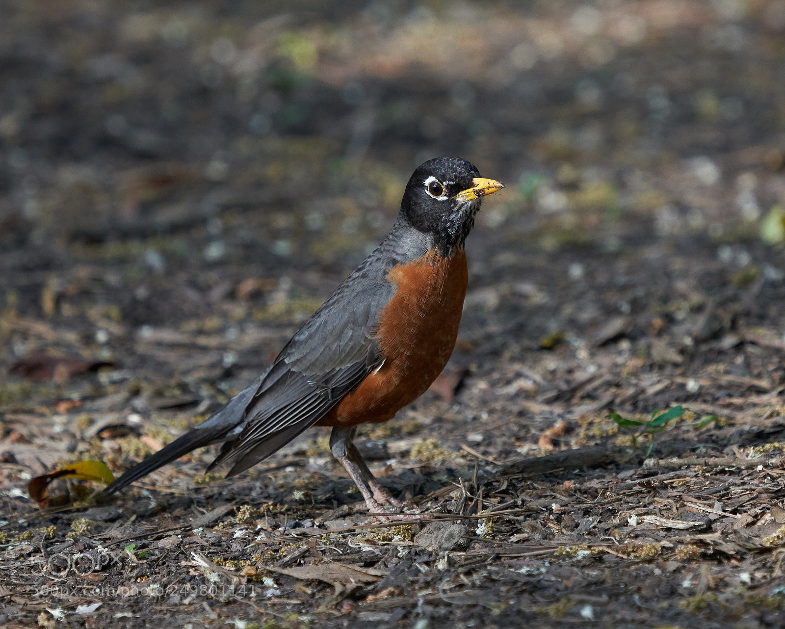 Sony a7R III sample photo. _dsc0552  1.jpg photography