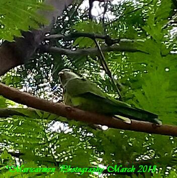 Samsung Galaxy J2 Prime sample photo. Parrot monk photography
