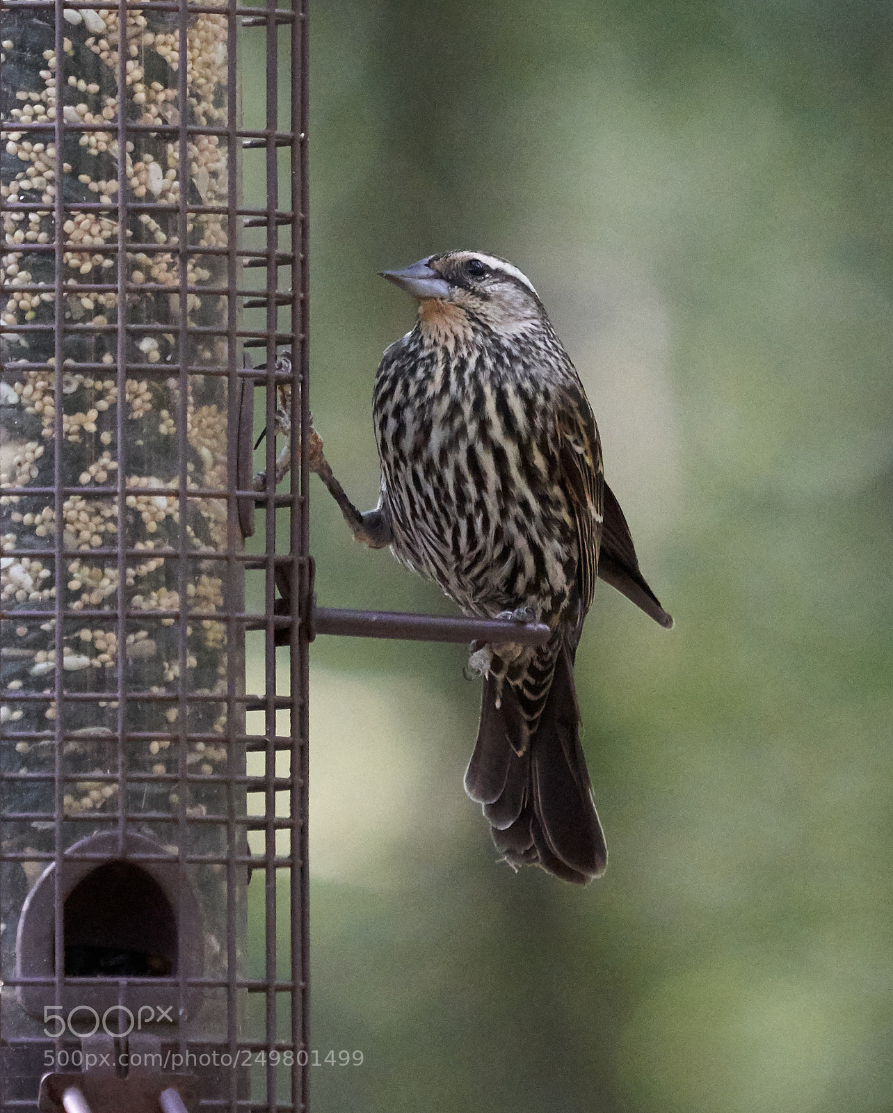 Sony a7R III sample photo. _dsc0517 .jpg photography