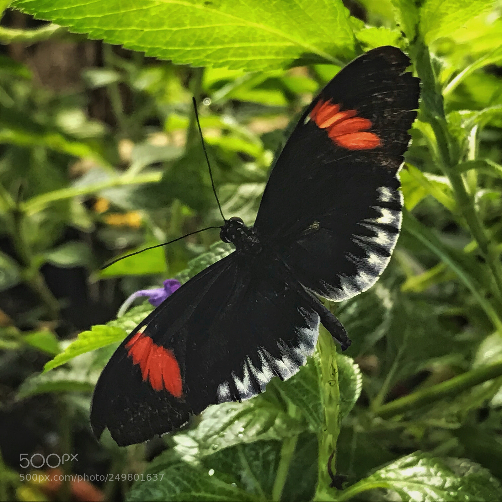 Apple iPhone 7 sample photo. Crimson-patched longwing butterfly photography