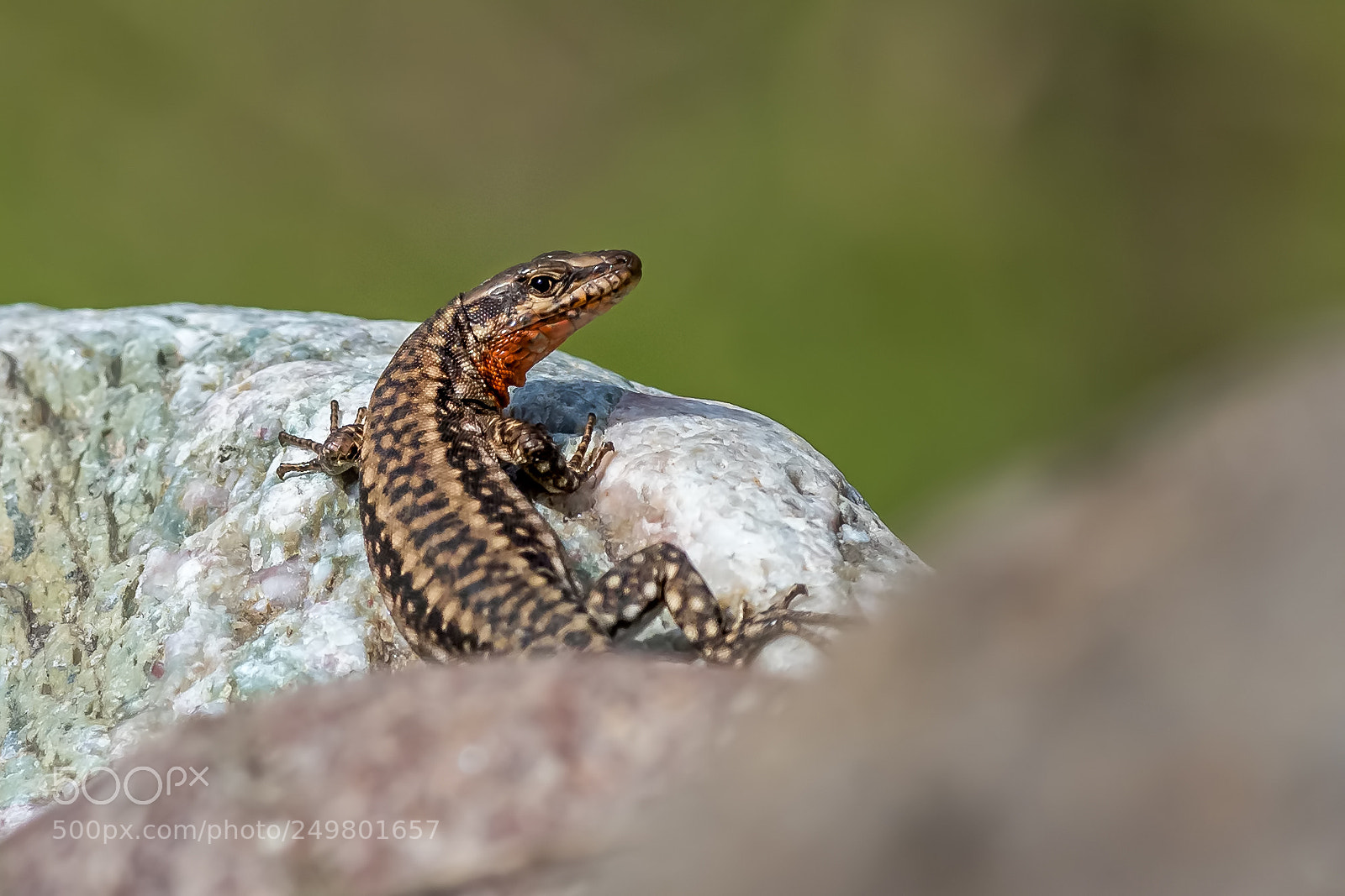 Nikon D810 sample photo. Lizard photography
