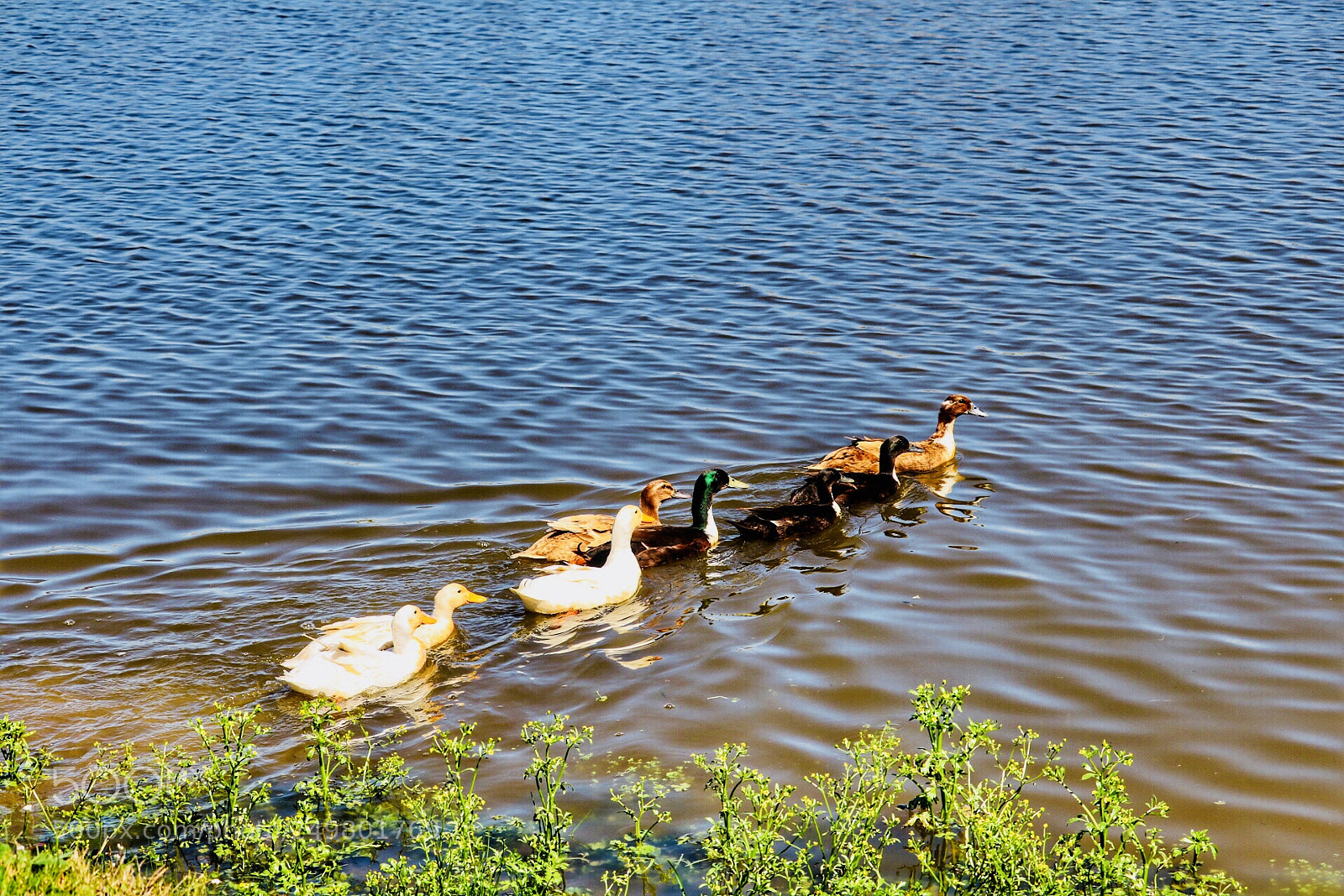 Canon EOS 750D (EOS Rebel T6i / EOS Kiss X8i) sample photo. Lakeside5 photography
