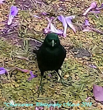 Samsung Galaxy J2 Prime sample photo. Thrush photography