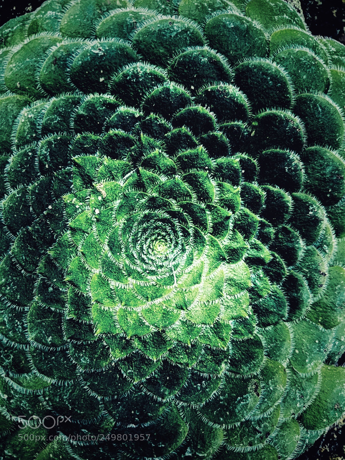 Google Pixel 2 sample photo. Fractal leaves photography