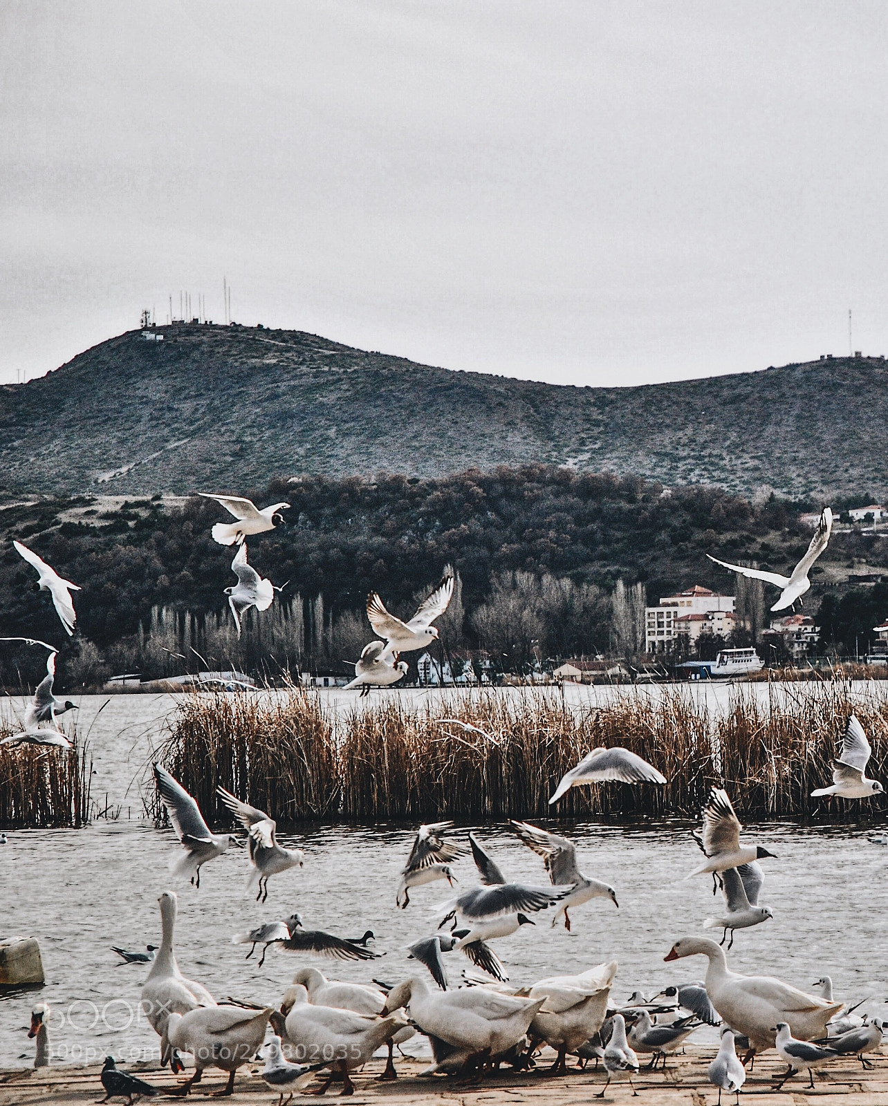 Nikon D3000 sample photo. Birds photography