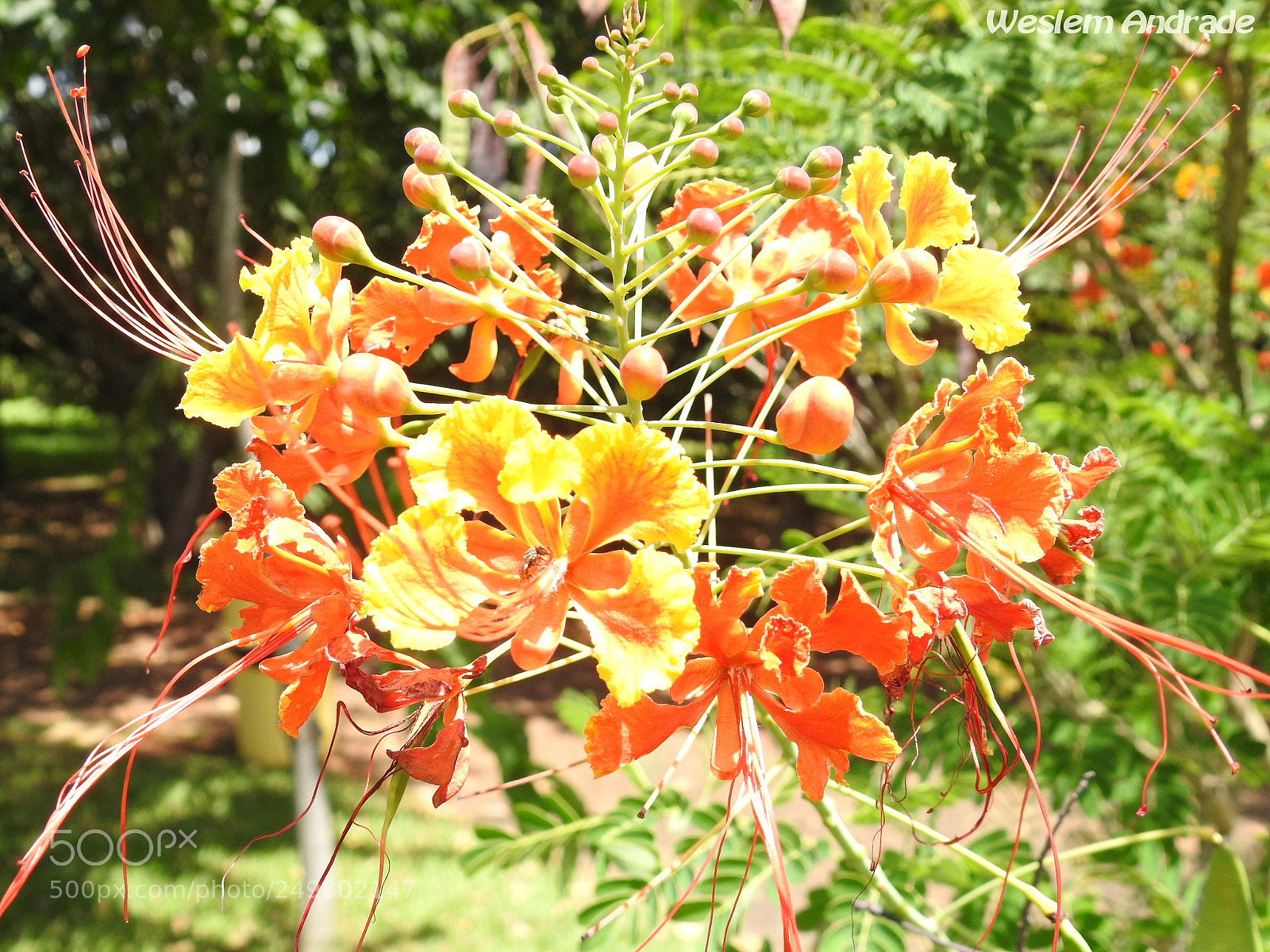 Nikon Coolpix P900 sample photo. Flores photography