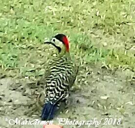 Samsung Galaxy J2 Prime sample photo. Woodpecker photography