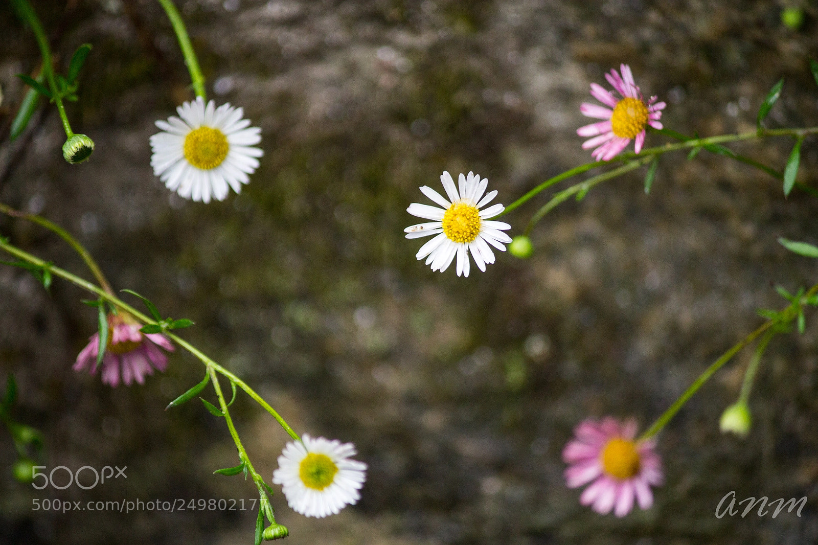 Canon EOS 1100D (EOS Rebel T3 / EOS Kiss X50) sample photo. Flores photography