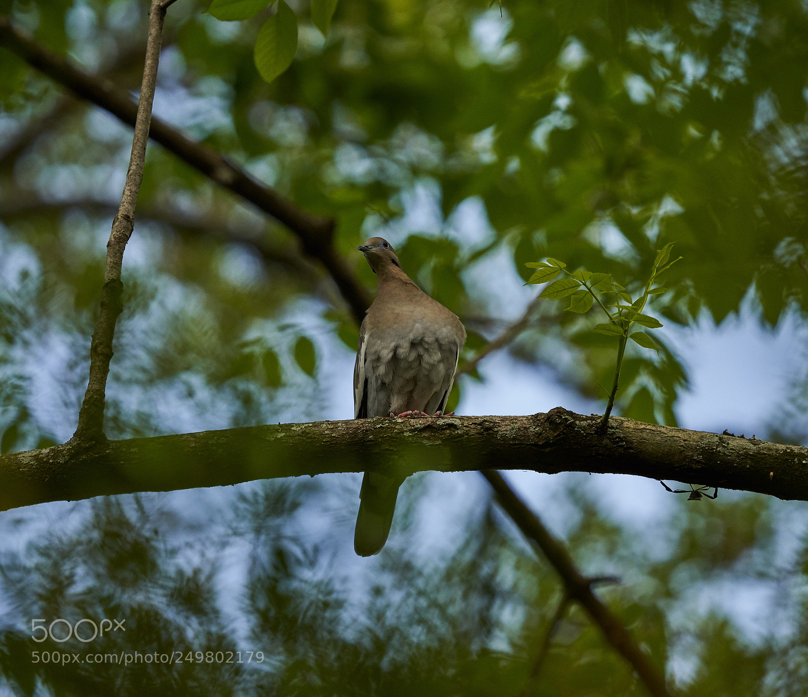 Sony a7R III sample photo. _dsc0293 .jpg photography