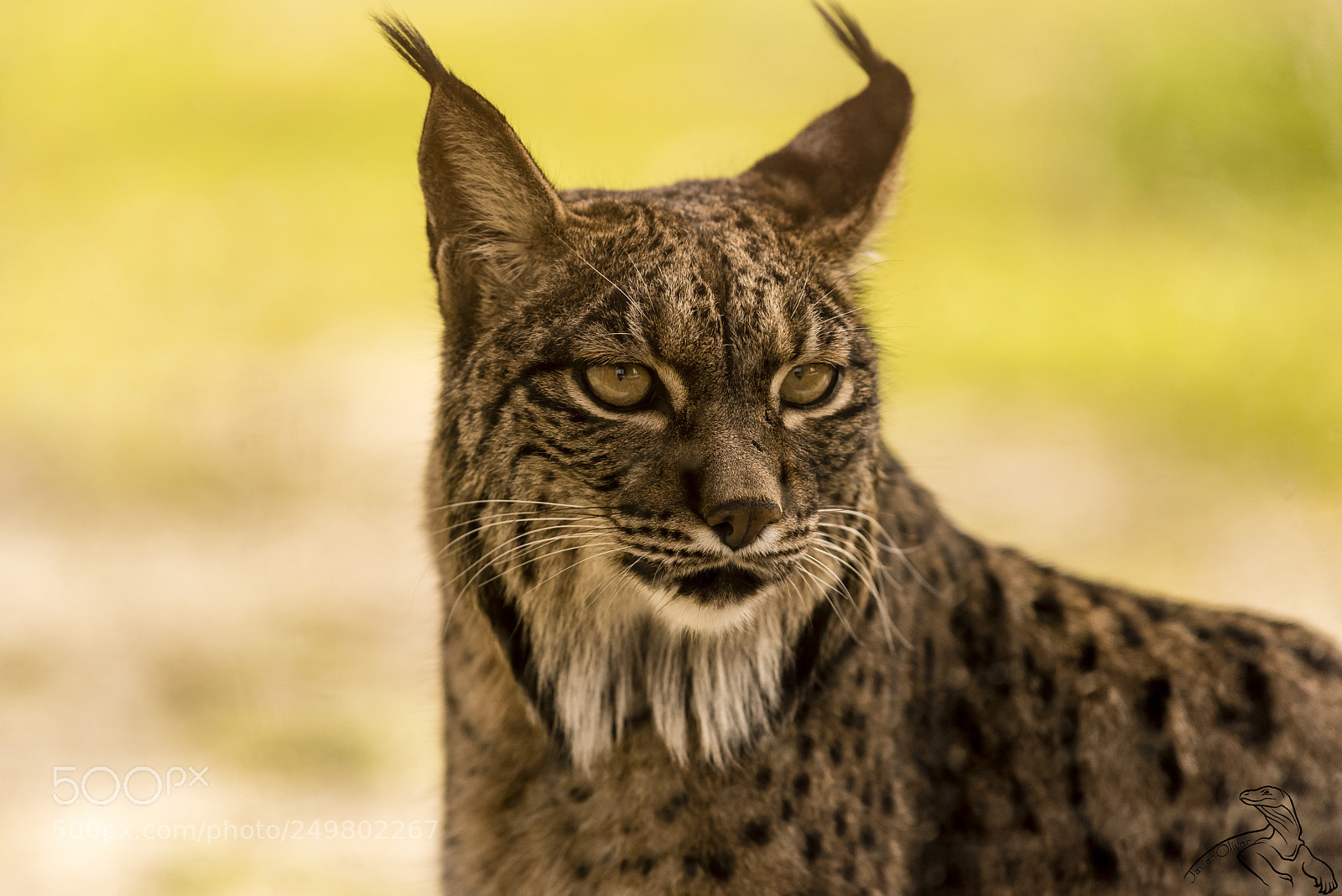 Nikon D810 sample photo. Lince photography