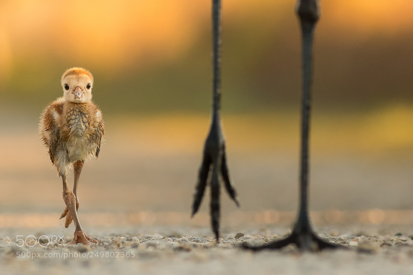 Canon EOS 5D Mark IV sample photo. Sandhills photography