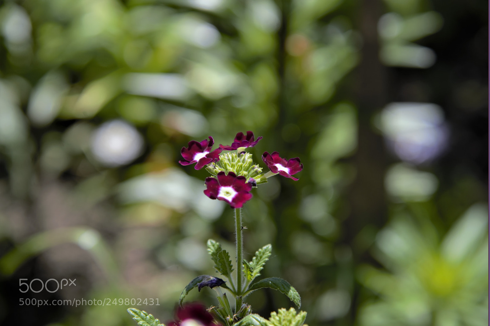 Nikon D610 sample photo. Aaa photography