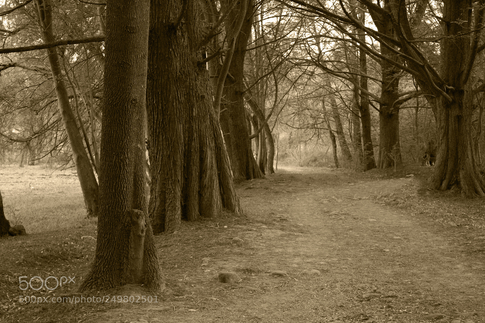 Canon EOS 1300D (EOS Rebel T6 / EOS Kiss X80) sample photo. Sepia 3 photography