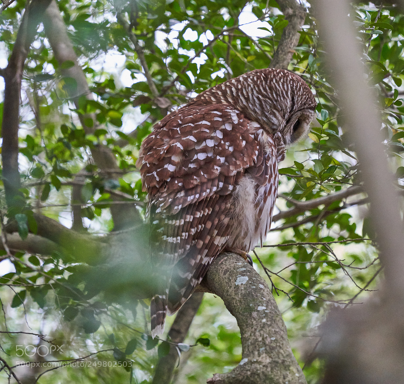 Sony a7R III sample photo. _dsc0344 .jpg photography